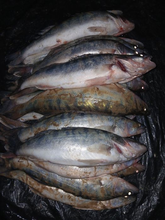 Судак балық,судак балық