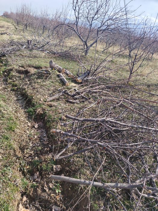 Otinlar katta abyomda shox utin va g'o'la