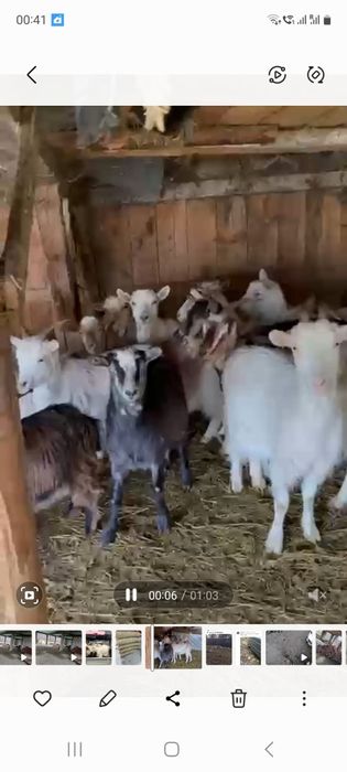 Capre tinere gestante