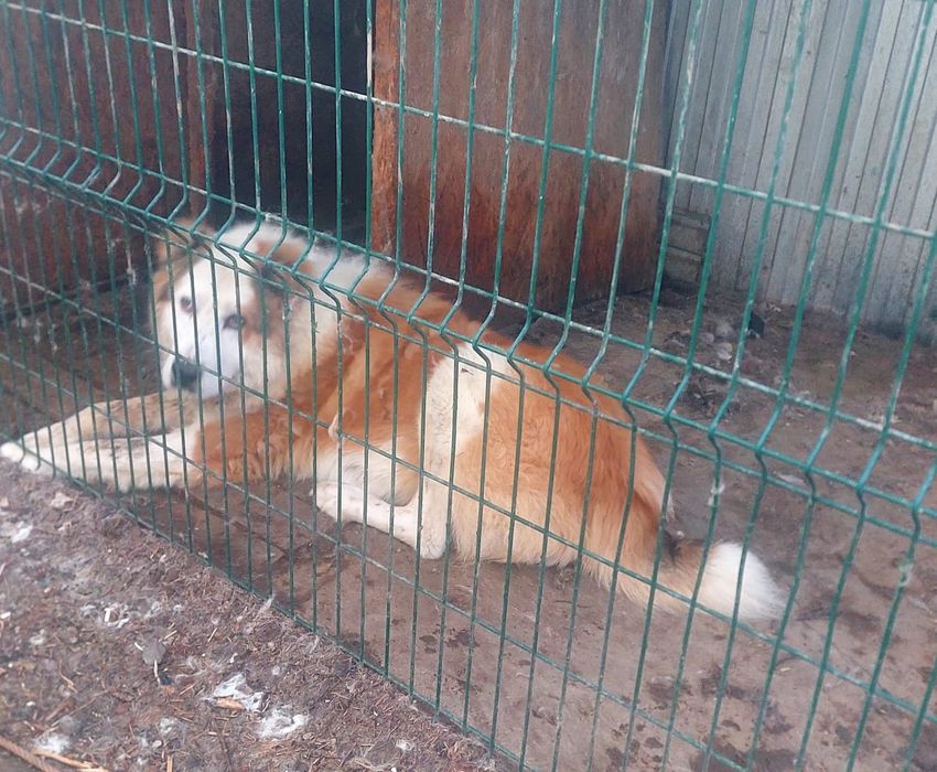 Продам щинка Алабай