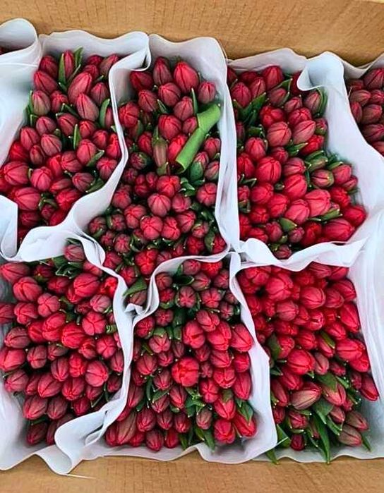 Тюльпаны В НАЛИЧИИ оптом Усть-Каменогорск