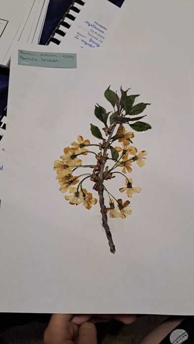 Ierbare botanice personalizate