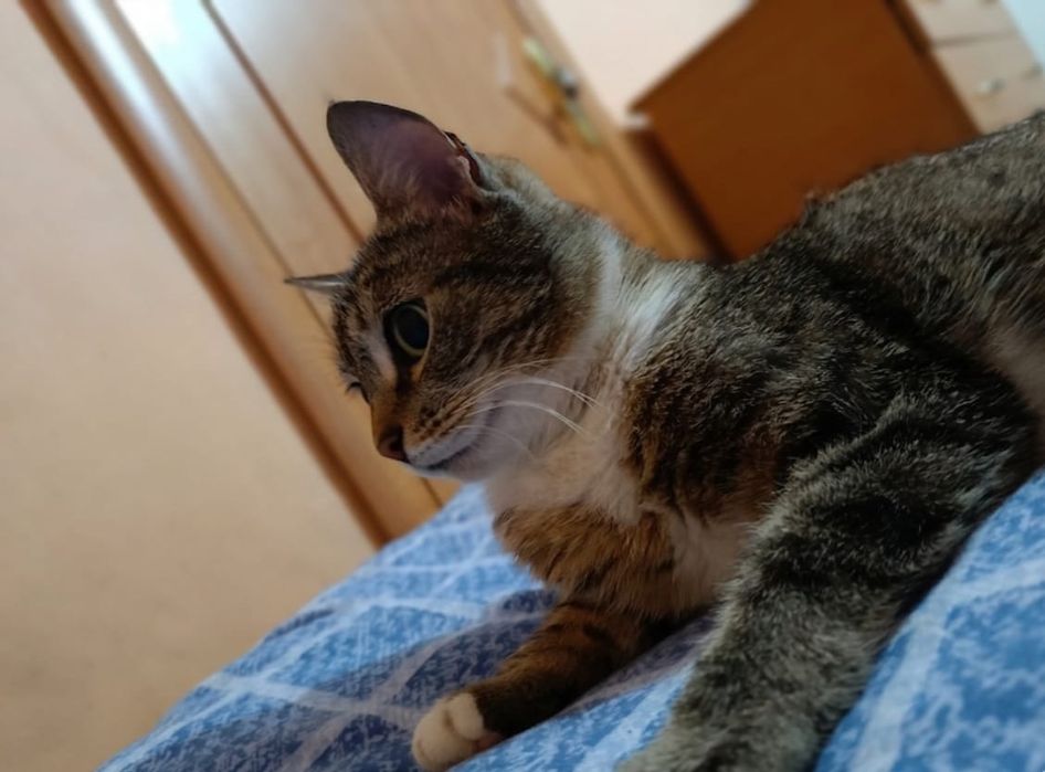 Стерилизованная красавица Бонечка!