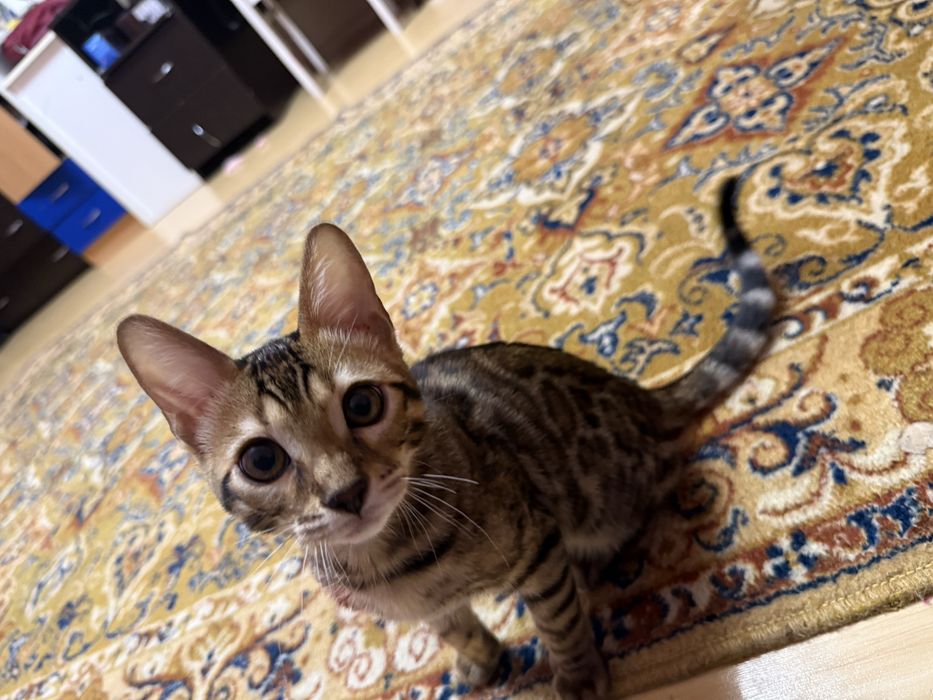 бенгальский котенок отдам