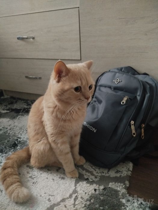 Отдам в хорошие руки Кота Лиловый Британец