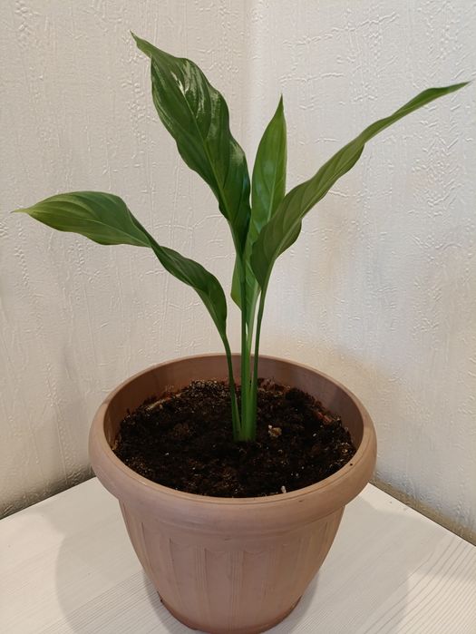 Женское счастье, спатифиллум