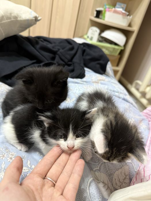 Котята милые в добрые руки