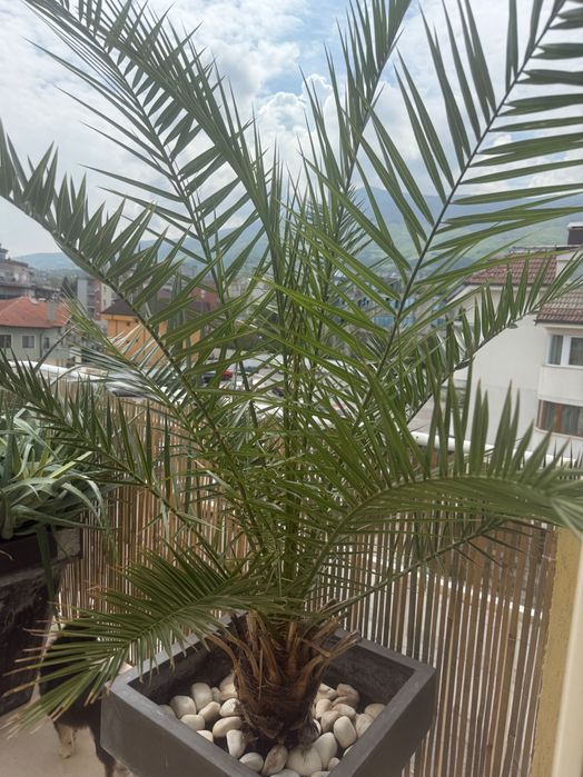 Цветя ЮКА, Кактус, Алое Вера, Финикова палма