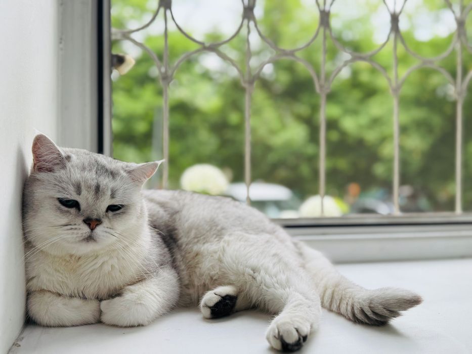 Британская короткошерстная