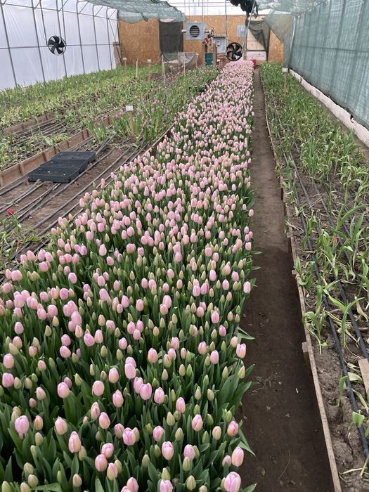 тюльпаны от 300 и 400