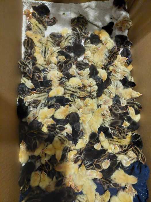 Prepelite 5 rase disponibile