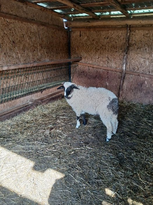 Vând berbecuț breaz