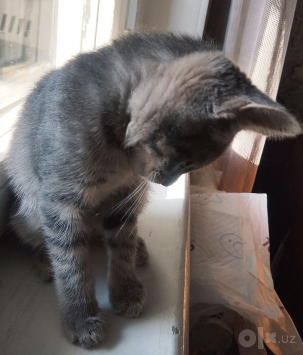 Котенок девочка Трикси (3 мес)