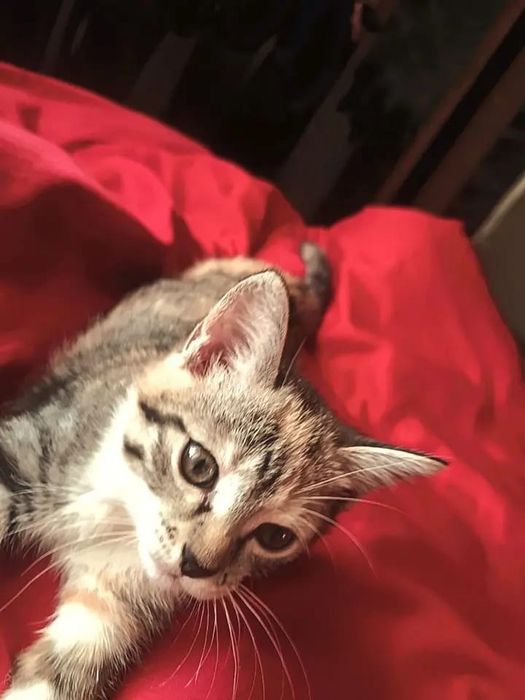 Отдам двух милых котят