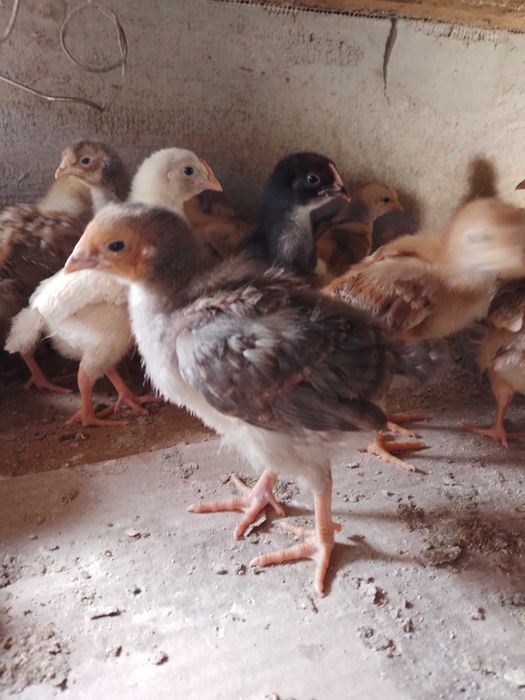 Пъдпъдъци , пилета ,яйца от декоративни кокошки.