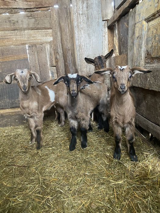 Disponibile capre de top