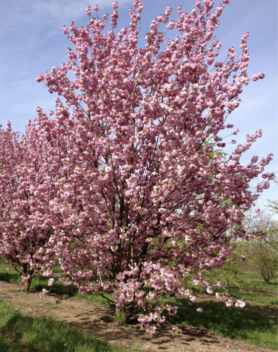 Ciresul japonez Prunus serrulata Kanzan