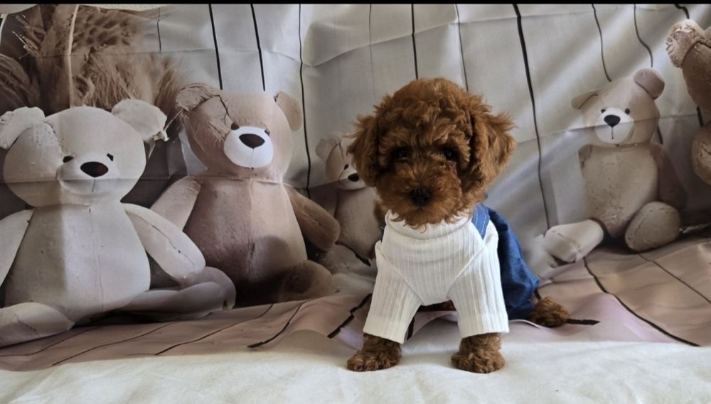 Пудел той / Poodle toy с родословие