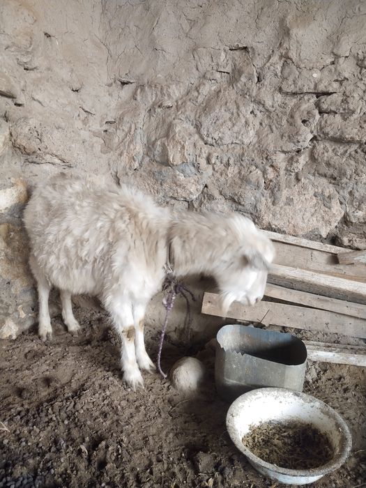 Занен ечкила сотилади