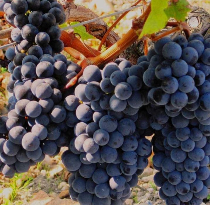 Struguri pentru vin