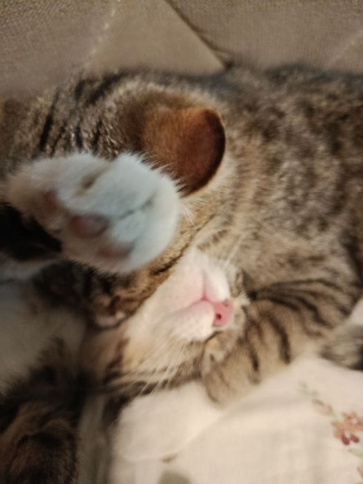 Mushuk Hadiya  parodali