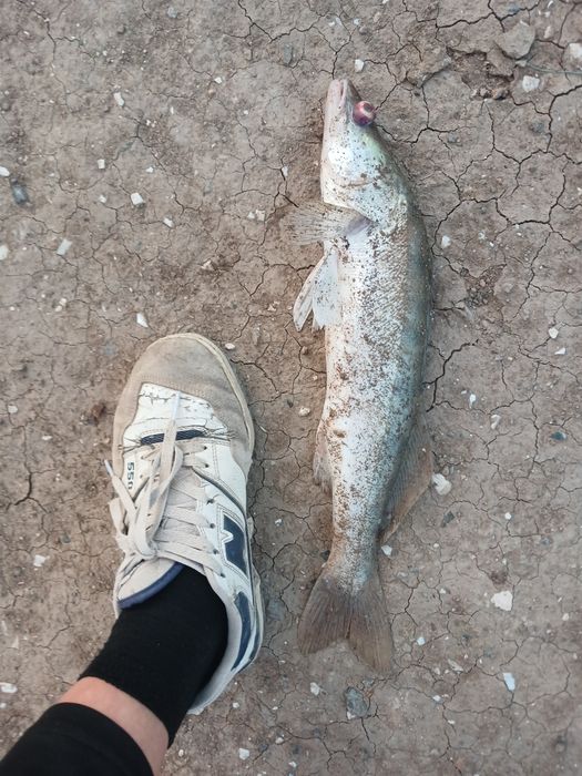 Судак көксерке свежий.