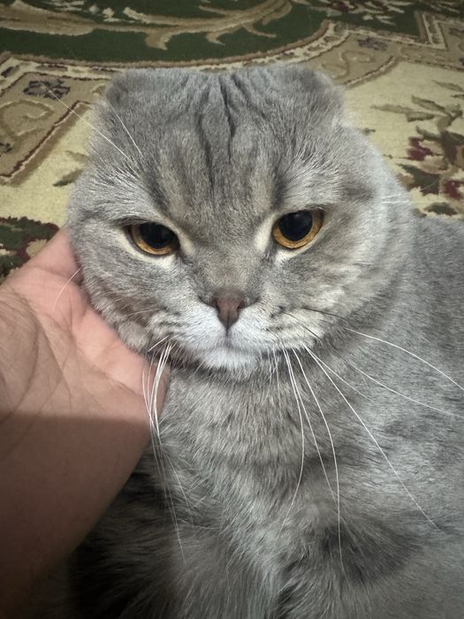 Кошка мужик ватсап