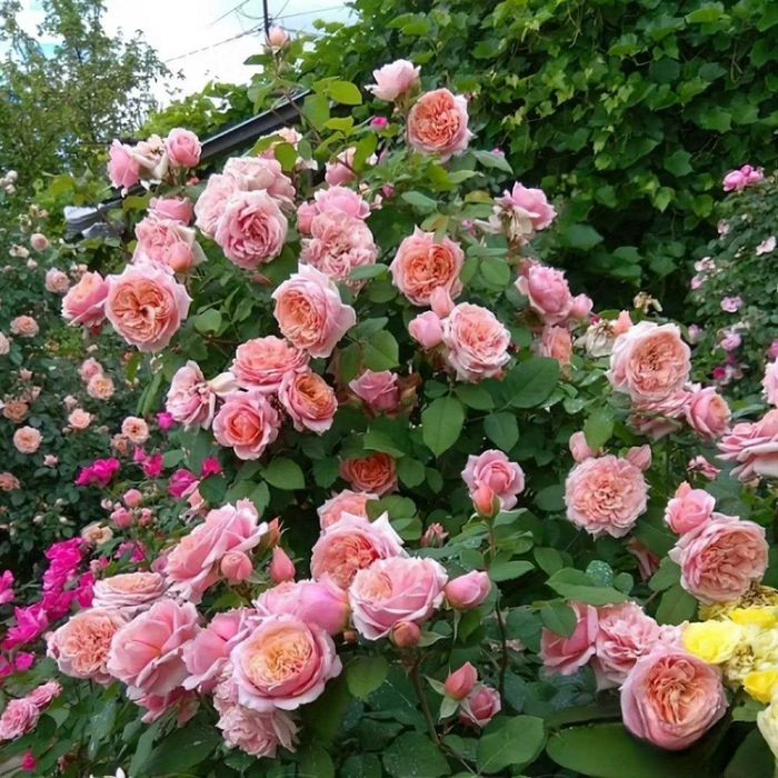 Саженцы Розы  Качество, без пересорта