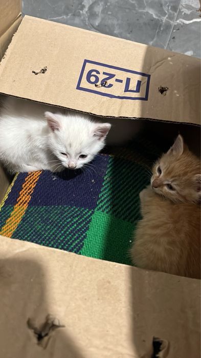 Три котенца търсят дом