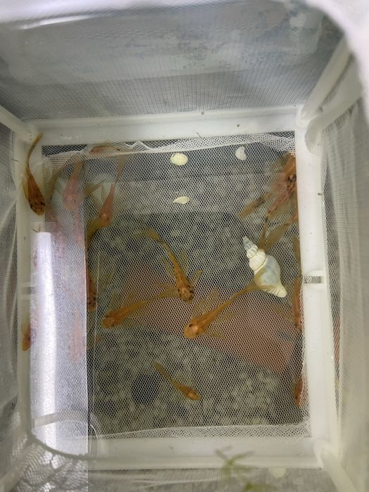 Lda-016 номерные сомы