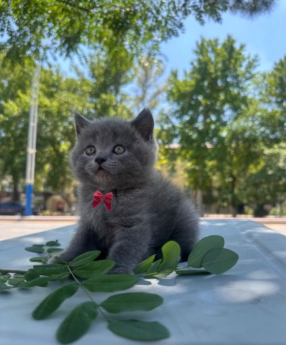 Mushuk sevarlar uchun Mushuklar