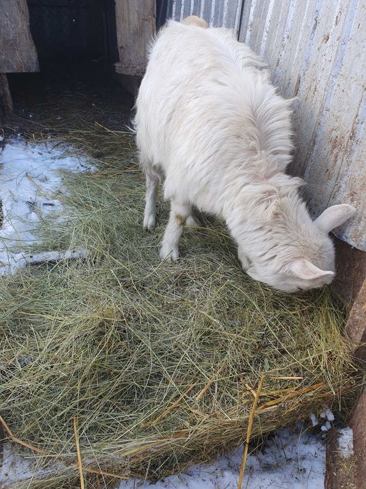 Vand iada de sub capra bună