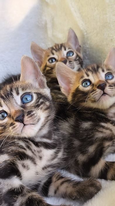 Бенгальские КОТЯТА  - под резерв
