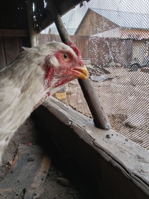 Продам дакан продам