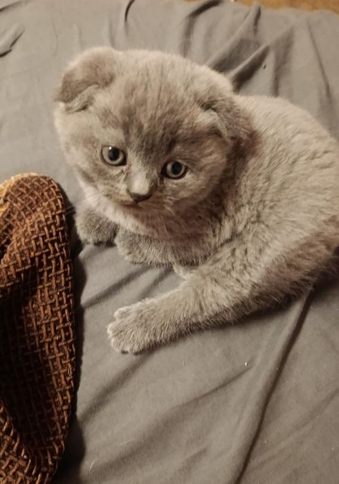 Продаются котята