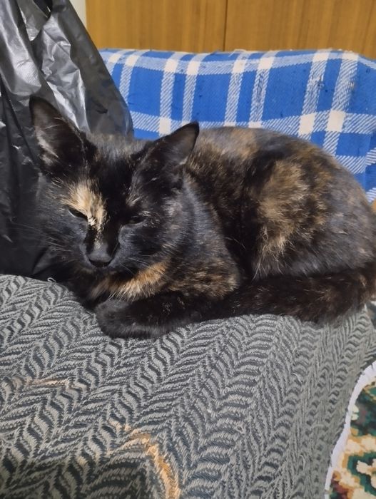 Котенок в добрые руки