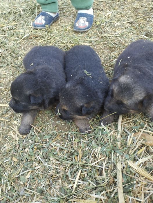 Afcharka bolalari sotiladi