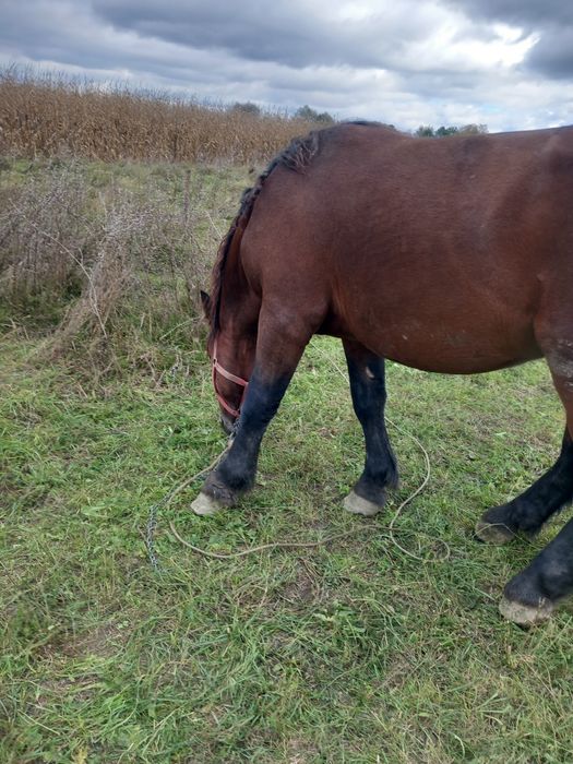 Vând armăsar 3 ani