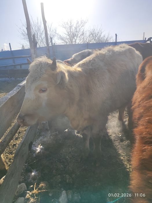 Продам молодняк..