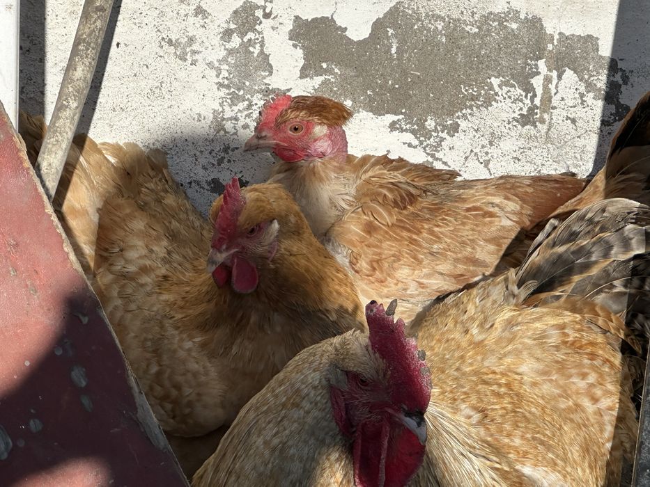 Инкубационные яйца кур микс