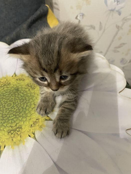 Отдам котят в добрые руки