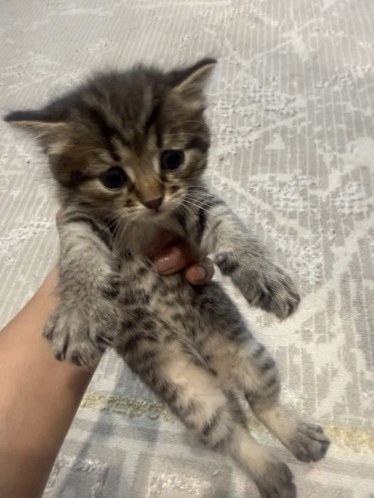 Отдам котят в хорошие руки