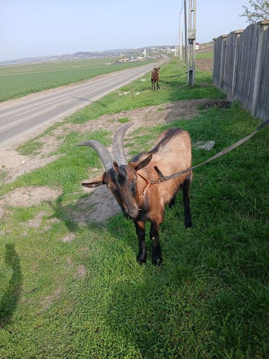 Vînd țap crescut de mic