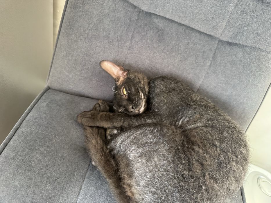 Отдам в ДОБРЫЕ РУКИ! двух котов