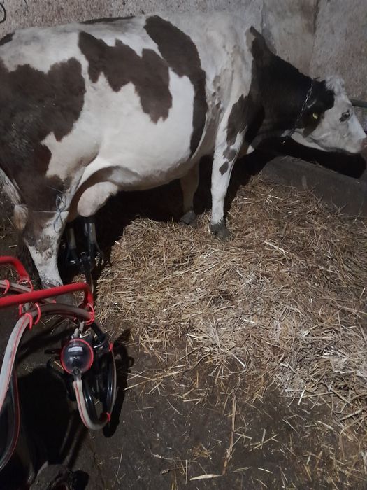 Vaca de lapte de vănzare