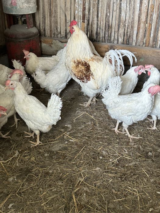 Куры несушки оптом и в позницу