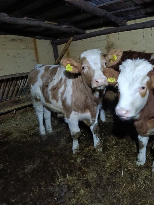 Vind 2 viței de 6 luni tăurași și vitea baltati