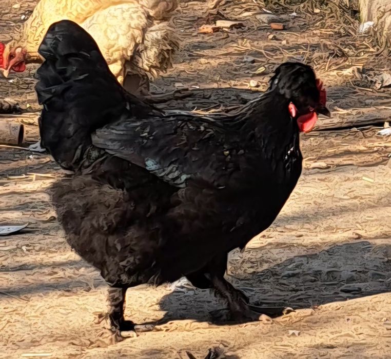 Петел Косовски певец