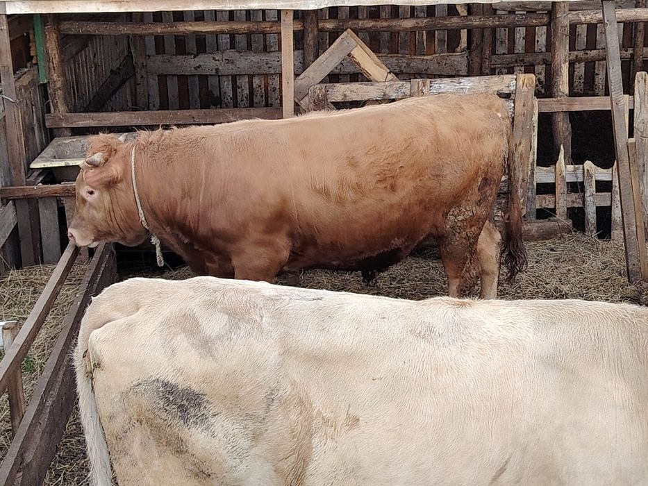 Бұқа сатылады 1жас 2ай