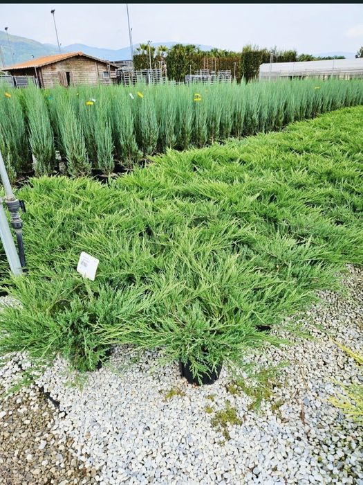 Vand plante ornamentale